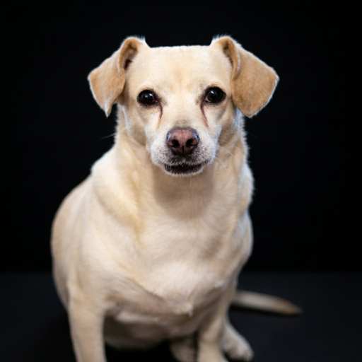 sesion y estudio de fotos de mascotas en saltillo